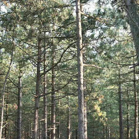 In Netherlands Near The Coast Σπίτι διακοπών *